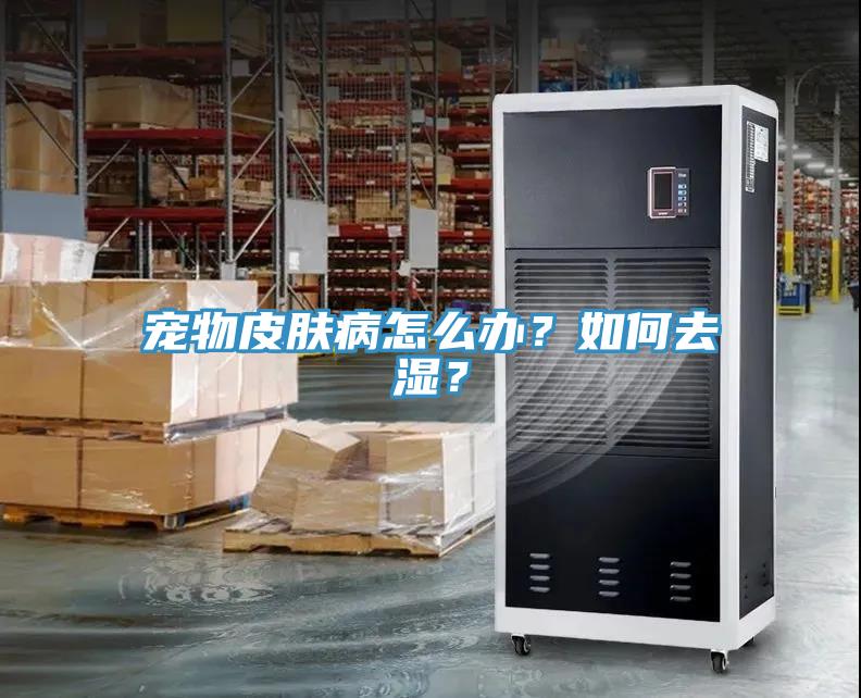宠物皮肤病怎么办？如何去湿？