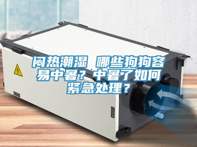 闷热潮湿 哪些狗狗容易中暑？中暑了如何紧急处理？