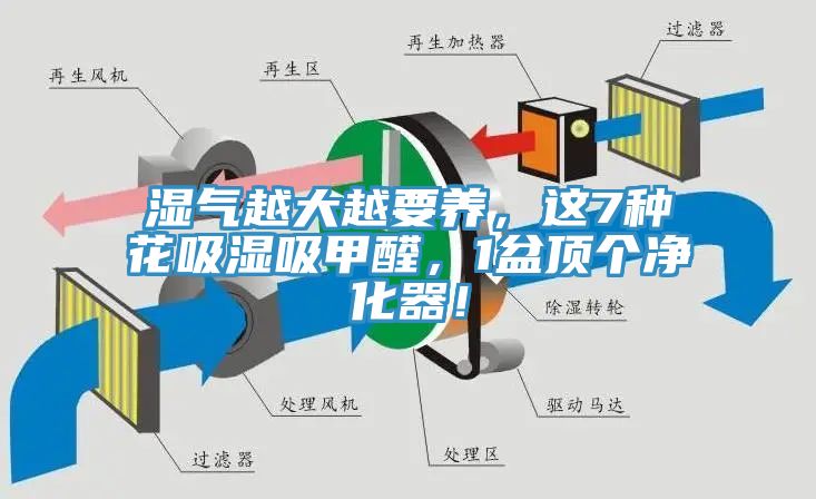 湿气越大越要养，这7种花吸湿吸甲醛，1盆顶个净化器！